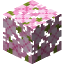 サクラの葉