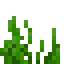 海草